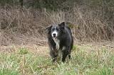 BORDER COLLIE 1542